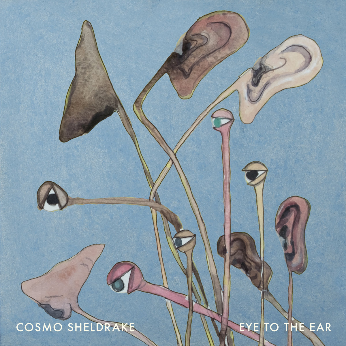 Cosmo Sheldrake – Eye To The Ear