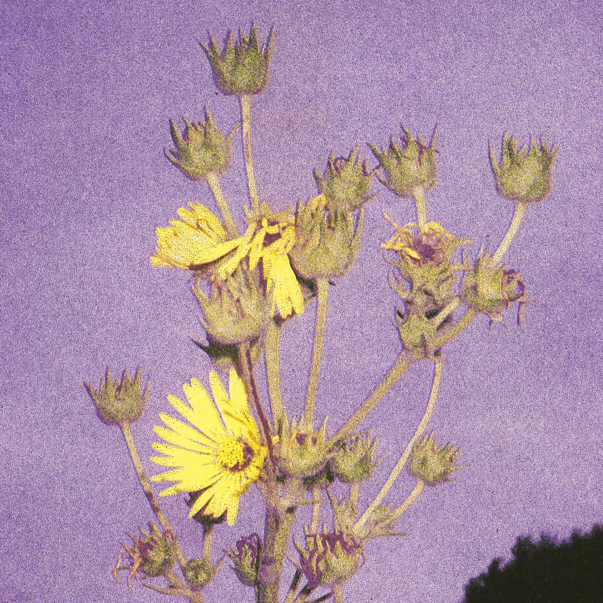 Adeline Hotel – Watch The Sunflowers