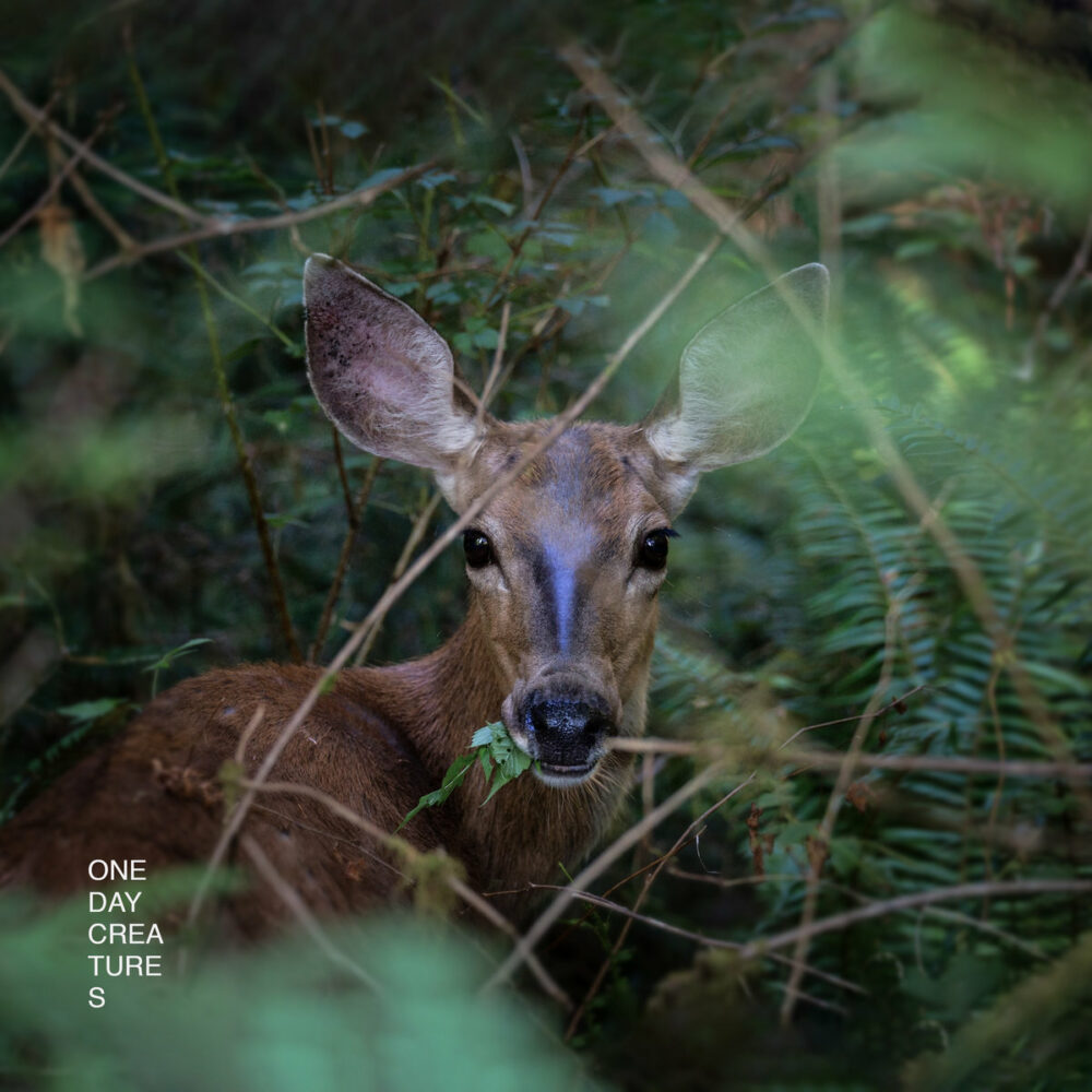 One Day Creatures
