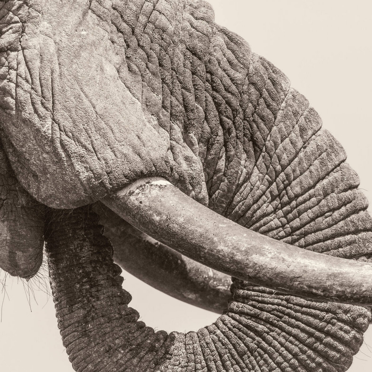 White Elephant – World Elephant Day
